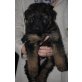 Altdeutsche Schäferhunde Welpen - Hündin