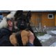 Altdeutsche Schäferhunde Welpen - Hündin