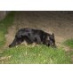 Altdeutsche Schäferhunde Welpen - Hündin