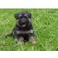 Altdeutsche Schäferhunde Welpen - Hündin