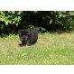 Altdeutsche Schäferhunde Welpen - Hündin