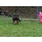 Altdeutsche Schäferhunde Welpen - Hündin
