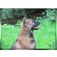 Altdeutsche Schäferhunde Welpen - Hündin