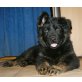Altdeutsche Schäferhunde Welpen - Hündin