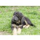 Altdeutsche Schäferhunde Welpen - Hündin