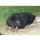 Altdeutsche Schäferhunde Welpen - Hündin