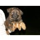 Altdeutsche Schäferhunde Welpen - Hündin