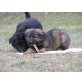 Altdeutsche Schäferhunde Welpen - Hündin
