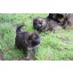 Altdeutsche Schäferhunde Welpen - Hündin