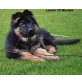 Altdeutsche Schäferhunde Welpen - Hündin