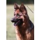 Altdeutsche Schäferhunde Welpen - Hündin