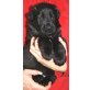 Altdeutsche Schäferhunde Welpen - Hündin