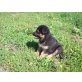 Altdeutsche Schäferhunde Welpen - Rüde