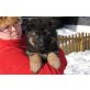 Altdeutsche Schäferhunde Welpen - Rüde