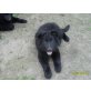 Altdeutsche Schäferhunde Welpen - Rüde