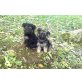 Altdeutsche Schäferhunde Welpen - Rüde