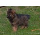 Altdeutsche Schäferhunde Welpen - Rüde