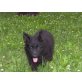Altdeutsche Schäferhunde Welpen - Rüde