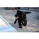Altdeutsche Schäferhunde Welpen - Rüde