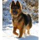 ???????????????????????, Altdeutsche Schäferhunde Welpen - Rüde