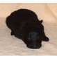 Altdeutsche Schäferhunde Welpen - Rüde