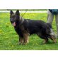 Altdeutsche Schäferhunde Welpen - Rüde