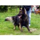 Altdeutsche Schäferhunde Welpen - Rüde