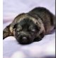 Altdeutsche Schäferhunde Welpen - Rüde