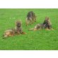 Altdeutsche Schäferhunde Welpen - Rüde