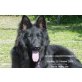 Altdeutsche Schäferhunde Welpen - Rüde