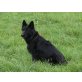 Altdeutsche Schäferhunde Welpen - Rüde