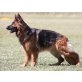 Altdeutsche Schäferhunde Welpen - Rüde