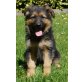Altdeutsche Schäferhunde Welpen - Rüde