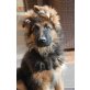 Altdeutsche Schäferhunde Welpen - Rüde