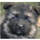 Altdeutsche Schäferhunde Welpen - Rüde
