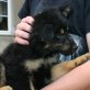 Altdeutscher Hütehund Welpen - Rüde