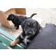 Altdeutscher Hütehund und Berner Sennenhund Welpen - Hündin