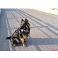 Altdeutscher Schäferhund - Rüde