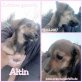 Altin, Moschling Welpen - Hündin