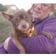 Alvar-Senior-Notfall, Chihuahua Mix - Rüde