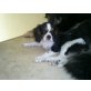 Alvin, Cavalier King Charles Spaniel - Rüde