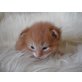 Alvin, Maine Coon - Kater