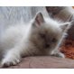 Alvin, Ragdoll - Kater