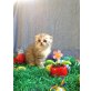 Alvin, Schottische Faltohrenkatze - Kater
