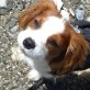Alwin (Amigo), Cavalier King Charles Spaniel - Rüde
