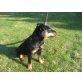 Alwin, Deutscher Jagdterrier - Rüde