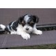 Alwin, Yorkshire Terrier Welpen - Rüde