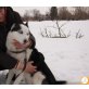 Alyeska, Husky Mischling? - Hündin