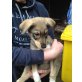 Alyssa, Schäferhundmix Welpen - Hündin