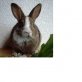 Amade, Zwergkaninchen - Mischling - männlich